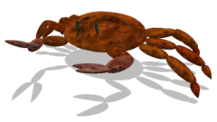 A picture of Timmy's crab Zook