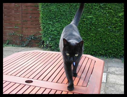 A picture of George standing on our garden table, facing the camera